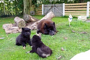 Koda und Kosmo