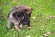Kenya und Koda