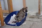 Keiko - brav!