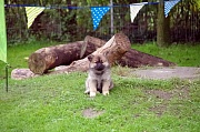 Kamila
