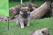 Kouba