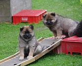 Kenya und Keiko