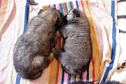Kouba und Kamila