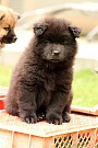 Koda