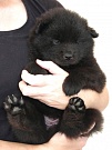 Koda