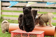 Tanzbär Koda