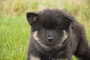 Kosmo