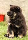 Kosmo