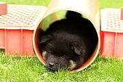 Kosmo