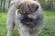 Kouba