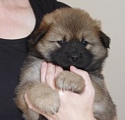 Kouba