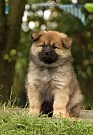 Kouba