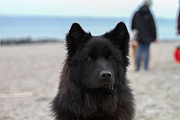 Liva