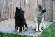 Cuba und Sohn Lord (Halelord) 