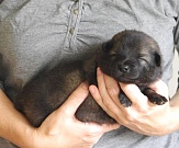 Lotta