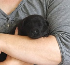 Luca