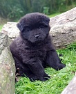 Luca