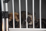Motte, Miina, Mozart und Motte