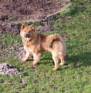 Stella 