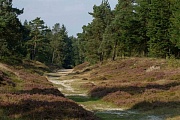 Ochsenweg