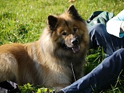 Aslan