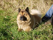 Fenris