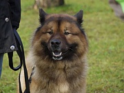 Fenris