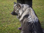 Nala