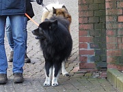 Inouk (dahinter Fenris)