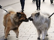 Fenris knutscht mit Yelly