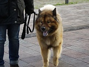 Fenris