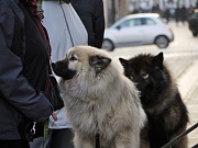 Yelly und Frodo