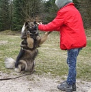 Männchen kann er auch!