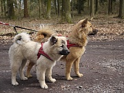 Eurasierspaziergang im Langenberger Forst am 1.4.17