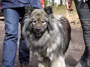 Nala