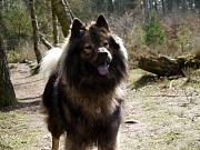Tajo