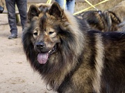 Tajo