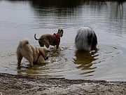 Ayla, Ginger und Nala