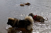 Lenya und Ginger