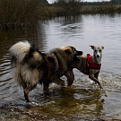 Lenya und Ginger