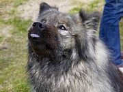 Nala