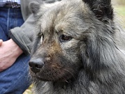 Nala