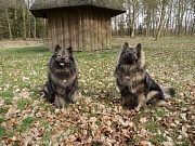Tajo und Sohn Lima