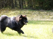 Lasse