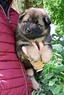 Piet