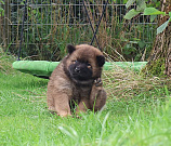 Pinja