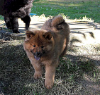 Nanuk