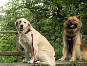 Jette Joop und Damion vom Clusberg