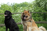 Cooper und Hugo