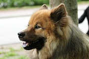Hugo